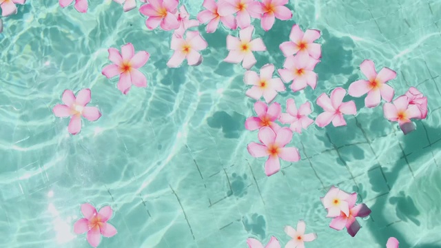 詳情圖-雞蛋花漂浮在碧藍(lán)的水面上，有拷貝的空間。