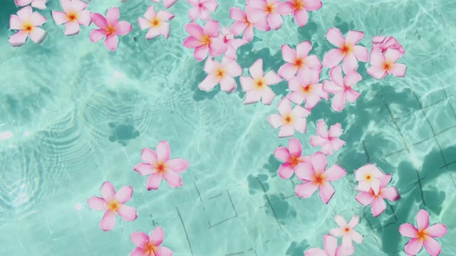 詳情圖-雞蛋花漂浮在碧藍(lán)的水面上，有拷貝的空間。