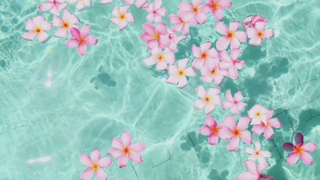 詳情圖-雞蛋花漂浮在碧藍(lán)的水面上，有拷貝的空間。