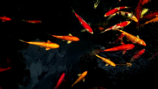 锦鲤在水上花园游泳