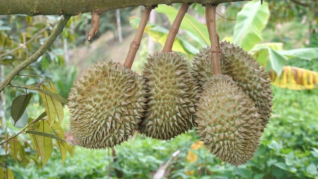 泰国的榴莲花园。