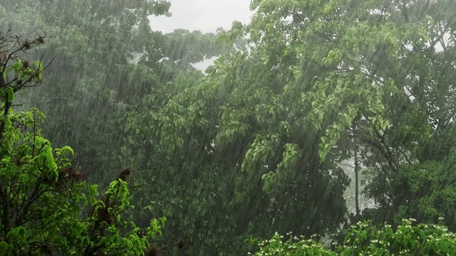 热带雨林的雨季里大雨滂沱