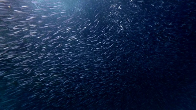詳情圖-一大群小魚在夜間游動。水下攝影