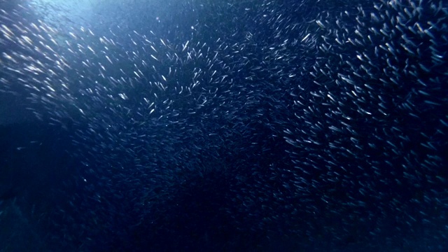詳情圖-一大群小魚在夜間游動。水下攝影