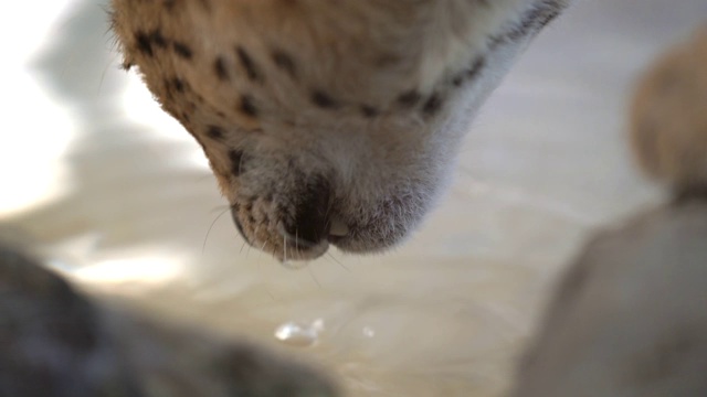 特写野生大几只猫喝水