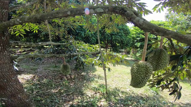 榴莲树有果实