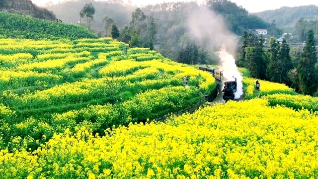 蒸汽火车经过油菜地