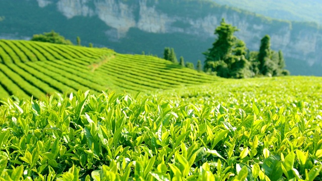 茶叶