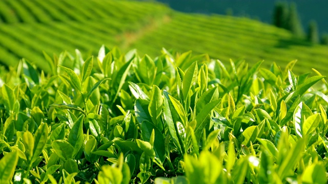 茶叶