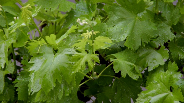 翠绿的葡萄藤叶子特写在春雨期间。