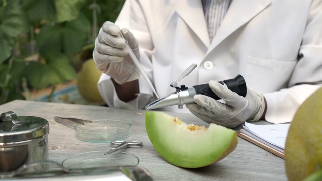 农业研究科学家使用糖度折射仪甜度测试工具在甜瓜农场测试甜度和甜度水平