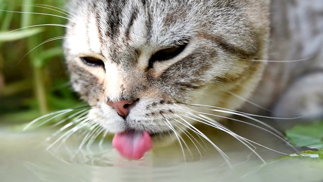 可爱的小猫，有着美丽的黄眼睛，在花园里的莲花陶土盆里喝水