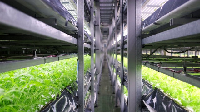 室内垂直农场的栽培植物作物架
