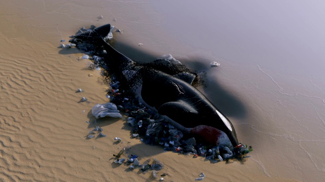 虎鲸死于海洋污染