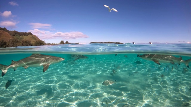 在太平洋鲨鱼和海鸥的海面下。在蓝天下有一个莫雷阿岛。野生动物热带概念，完美的冒险-水下景观