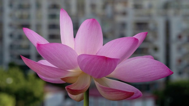 时光流逝盛开的一朵粉红荷花，从夜晚到清晨，4k镜头，时光流逝。