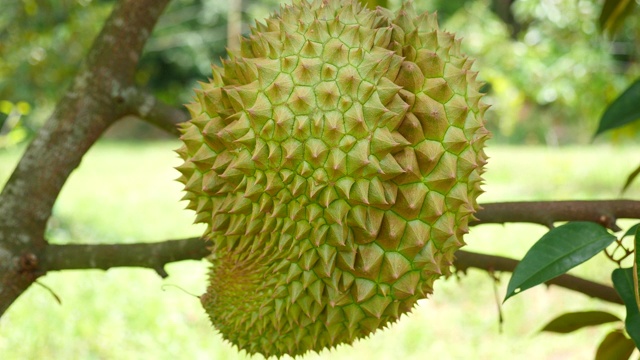 榴莲是花园榴莲树上的热带水果