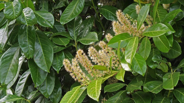 詳情圖-法國(guó)諾曼底開(kāi)花的樹(shù)，4K慢鏡頭