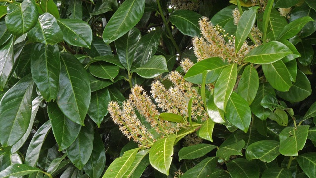詳情圖-法國(guó)諾曼底開(kāi)花的樹(shù)，4K慢鏡頭