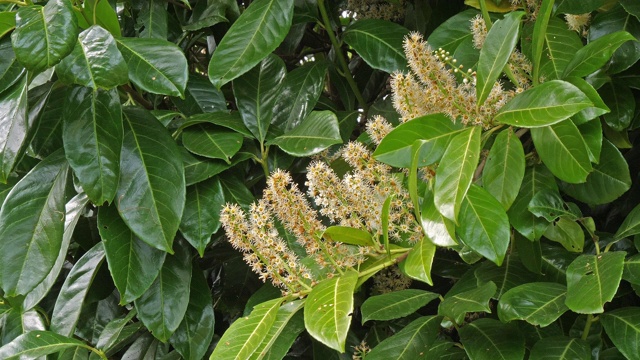 詳情圖-法國(guó)諾曼底開(kāi)花的樹(shù)，4K慢鏡頭