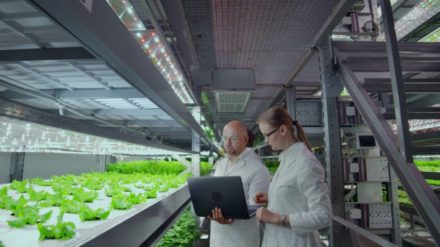 一组现代科学家生物技术科学家在白色的西装与药片工作有机水培蔬菜花园在温室。