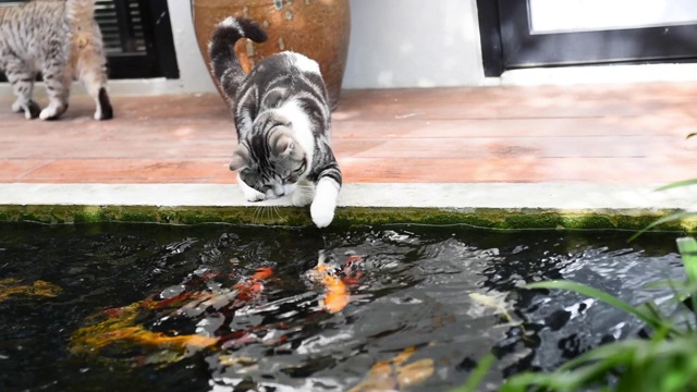 美丽的友谊与可爱的黑白斑猫和花式锦鲤
