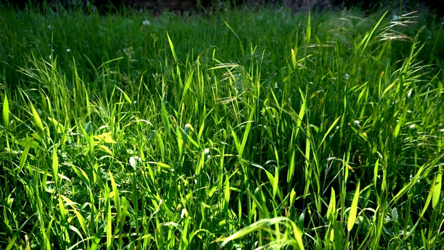 詳情圖-綠草如茵，陽(yáng)光和風(fēng)