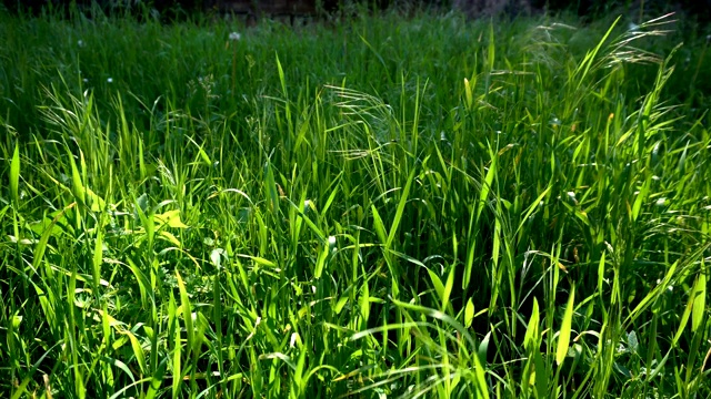 詳情圖-綠草如茵，陽(yáng)光和風(fēng)