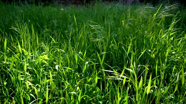 詳情圖-綠草如茵，陽(yáng)光和風(fēng)