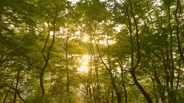 詳情圖-推動森林道路