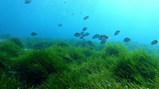 海底自然-潜水在一个非常绿色的波西多尼亚地区