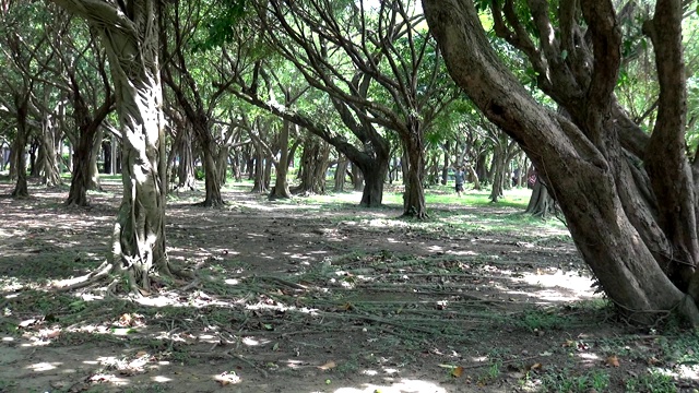 詳情圖-公園里的小路。自然風光。筑路的材料是泥漿。地上有陽光和樹影。