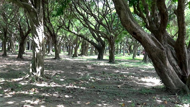 詳情圖-公園里的小路。自然風光。筑路的材料是泥漿。地上有陽光和樹影。