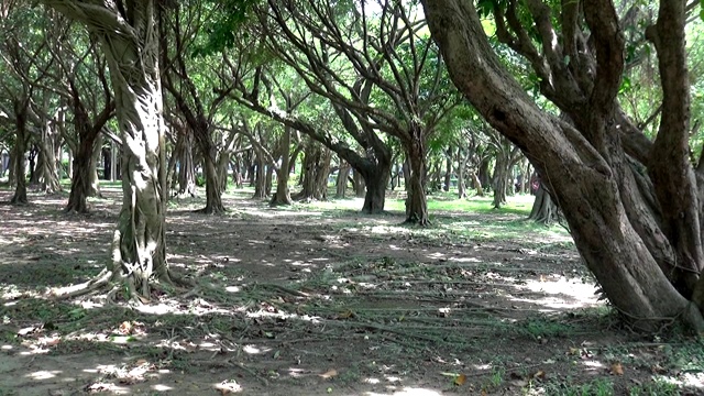詳情圖-公園里的小路。自然風光。筑路的材料是泥漿。地上有陽光和樹影。