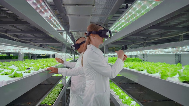 穿着白大褂的科学家不会在水培农场使用虚拟现实眼镜来控制浇水。遗传学家分析种植在种植园里的蔬菜的组成。