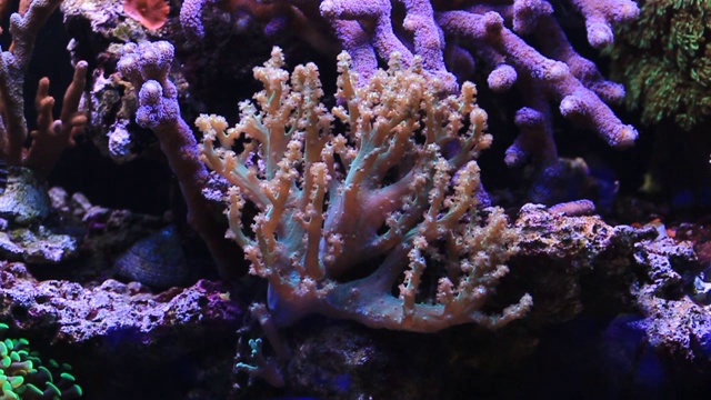 肯尼亚树软珊瑚在珊瑚礁水族馆的视频