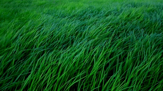 慢镜头风吹过草地