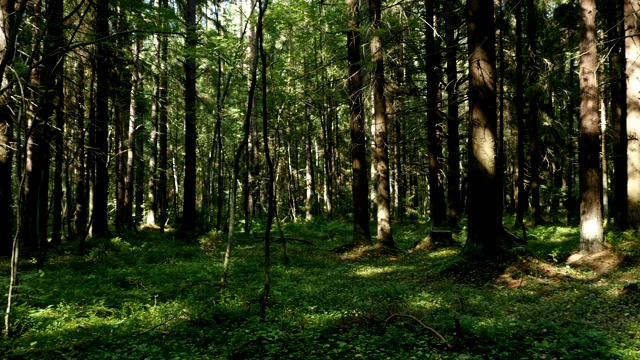 云杉森林夏季全景图