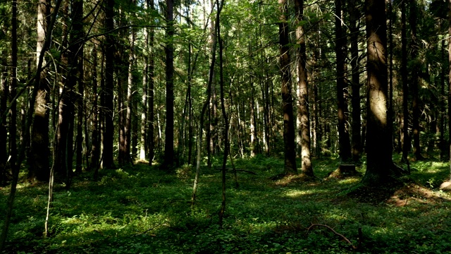 詳情圖-云杉森林夏季全景圖