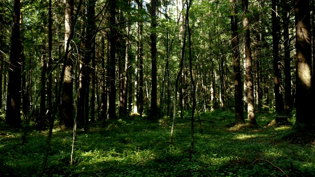 詳情圖-云杉森林夏季全景圖