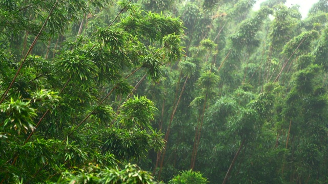 雨中的竹林