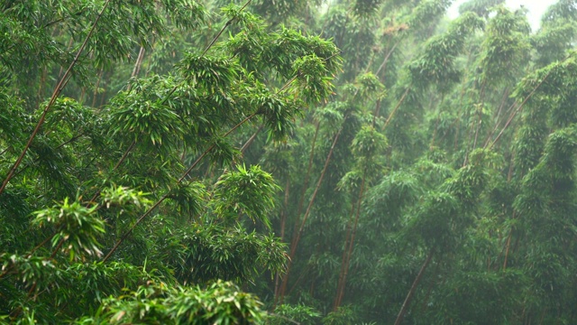 詳情圖-雨中的竹林