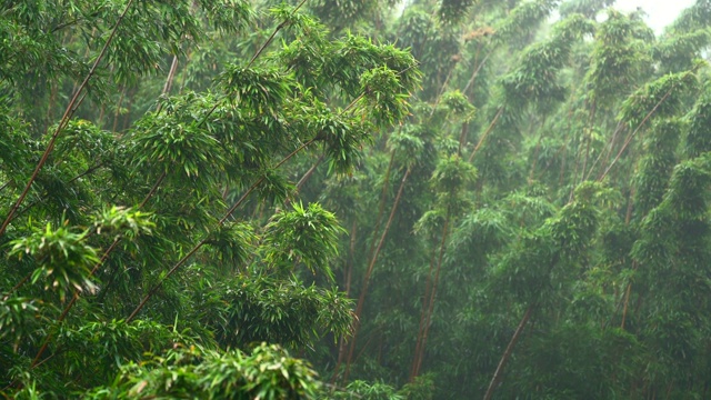 詳情圖-雨中的竹林