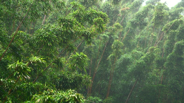 詳情圖-雨中的竹林