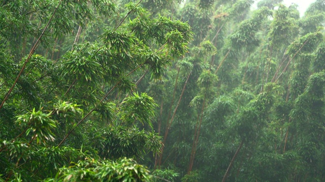 詳情圖-雨中的竹林