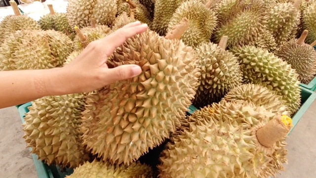 手工检查和采摘新鲜成熟的榴莲