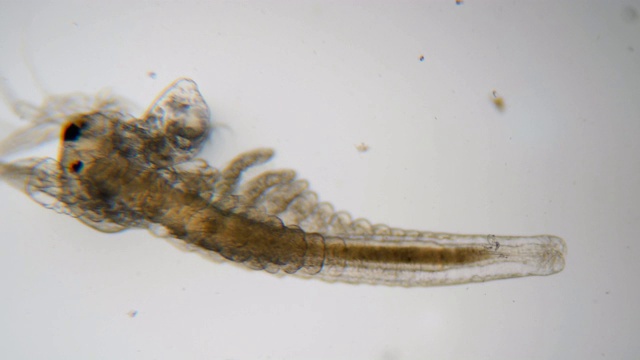在显微镜下观察青蒿。特写镜头。浮游生物Artemia，盐水虾游泳在水。关闭了。无节蒿的身体和四肢结构。甲壳类动物。