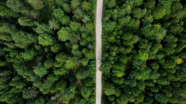 穿越森林的公路旅行