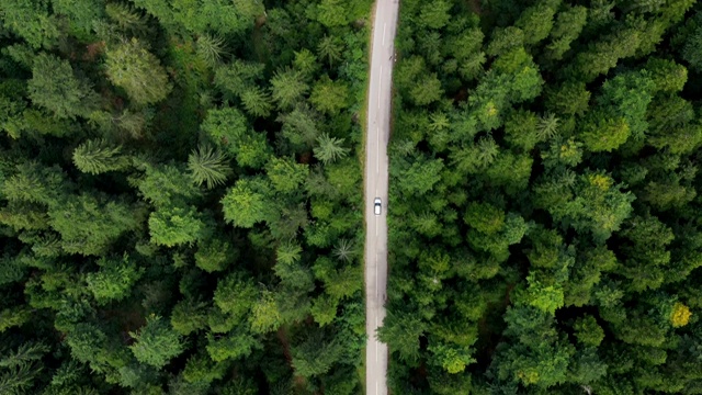 詳情圖-穿越森林的公路旅行