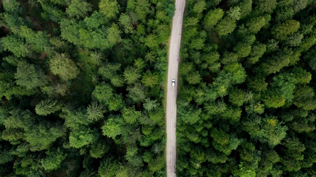 詳情圖-穿越森林的公路旅行